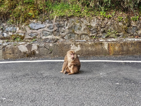 二郎山猴子