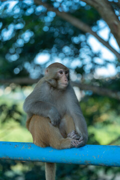 猴子坐在栏杆上的特写镜头