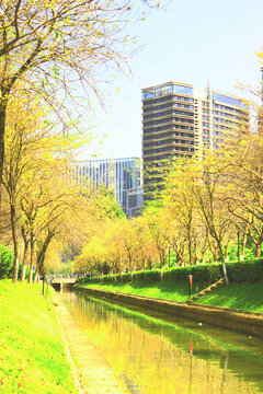 黄花风铃木河涌碧道