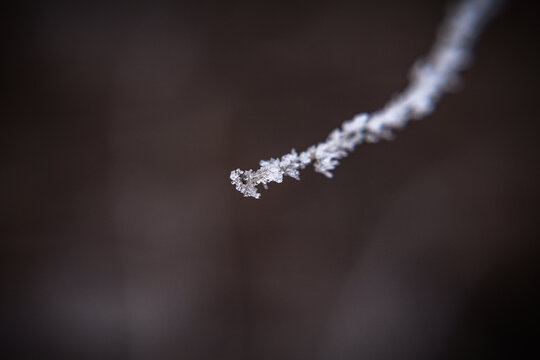 微距雪景树枝