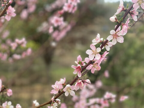 桃花