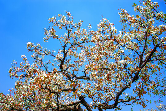 蓝天下梨花树