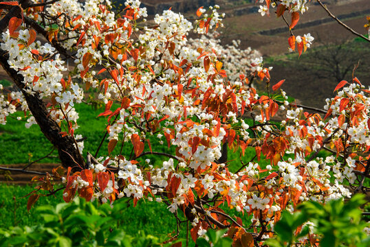 春天梨树开花