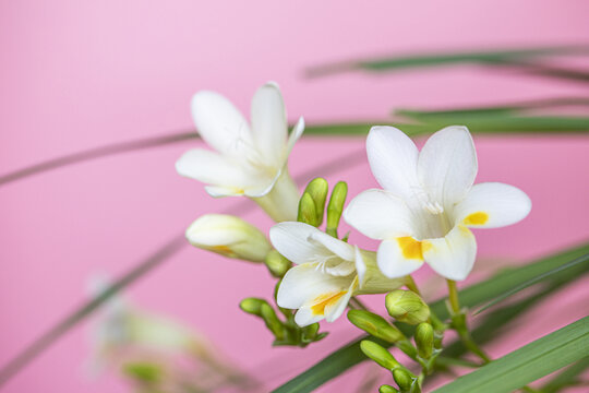 白色的香雪兰花