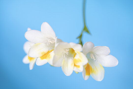 香雪兰花