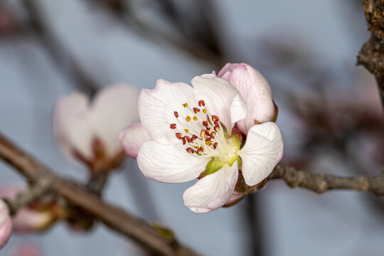 初春的桃花