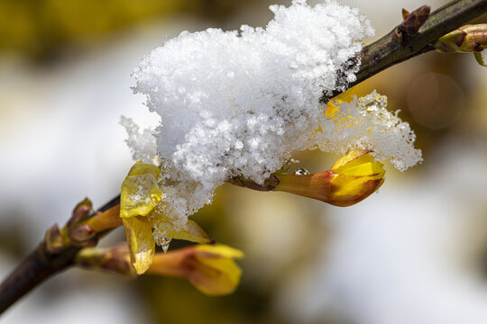 雪中迎春花