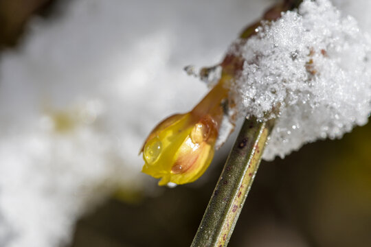 雪中迎春花