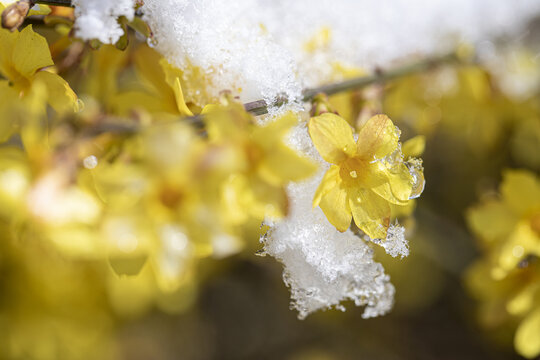 雪中迎春花