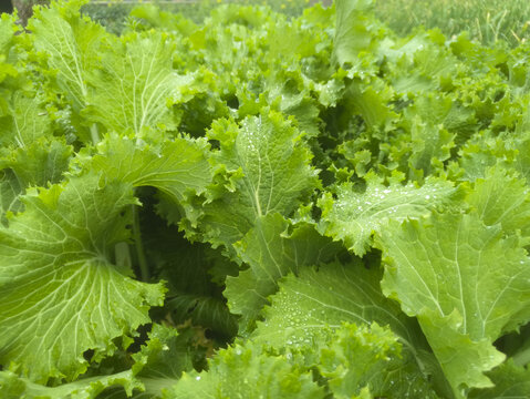 雨露绿叶菜素材