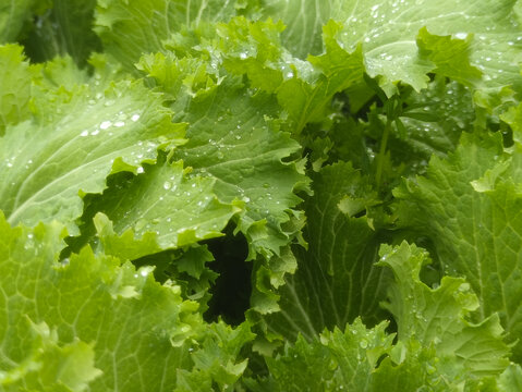 雨露绿叶蔬菜