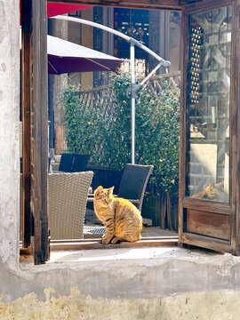 咖啡厅午后阳光小黄猫