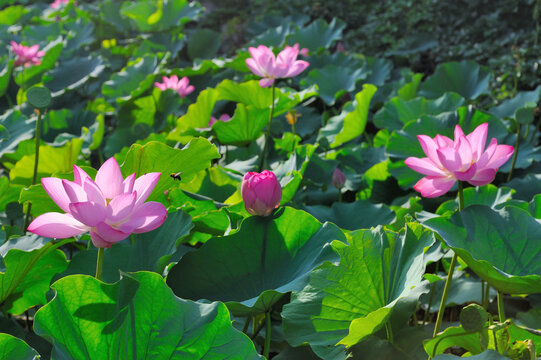 荷花池塘