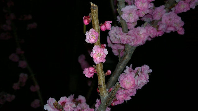 桃花