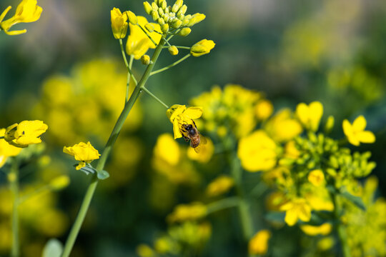 蜜蜂