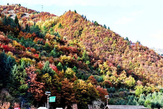 四川阿坝羊茸哈德秋景