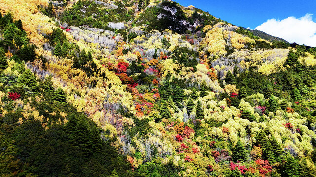 航拍四川阿坝毕棚沟彩林