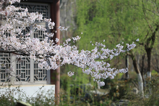 樱花盛开