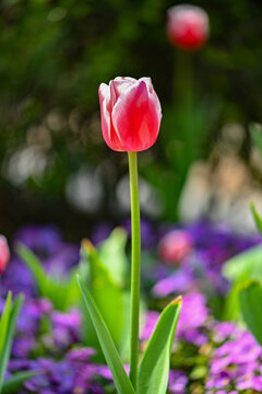 春天盛开的郁金香花