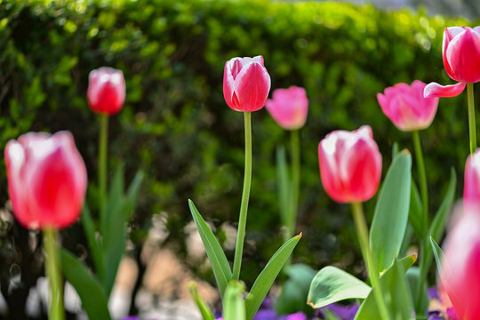 春天盛开的郁金香花