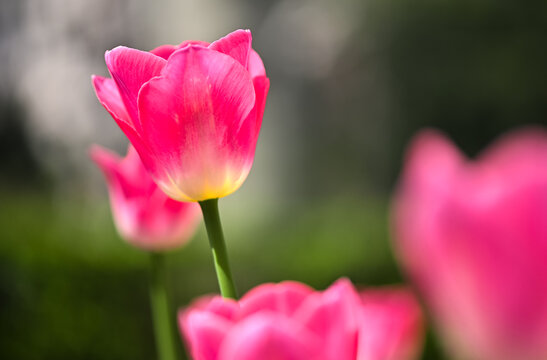 上海春天盛开的郁金香花