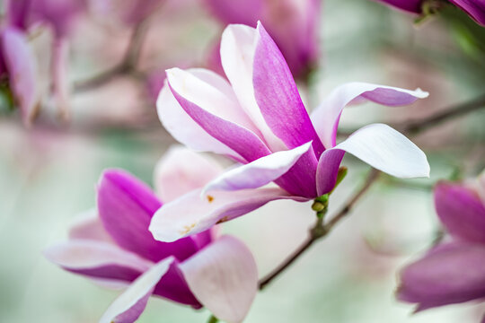 盛开的紫色玉兰花