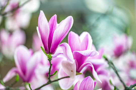 盛开的紫色玉兰花