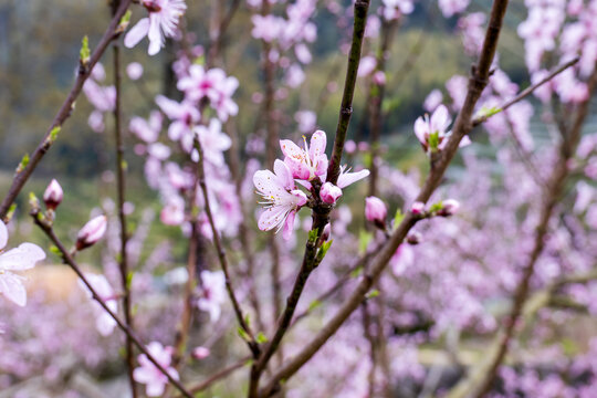 桃花素材