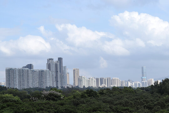 被深圳湾红树林遮住的高楼大厦