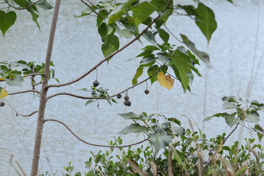 池塘边的杨叶肖槿果实