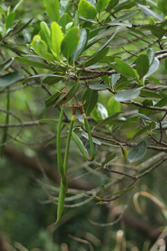 红树林秋茄