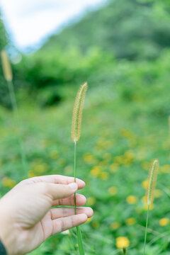 野外生长的狗尾草