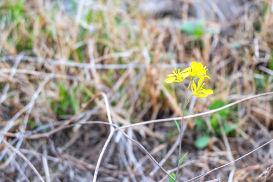 油菜花特写