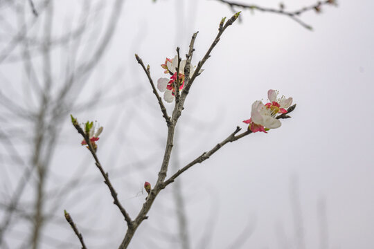 春天的桃花