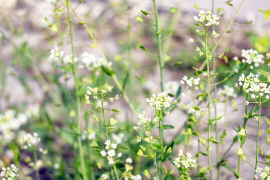 野生荠菜