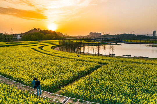 点军卷池河公园油菜花夕阳