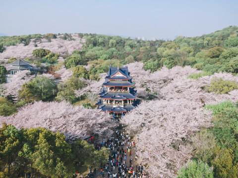 鼋头渚赏樱楼无人机俯拍视角