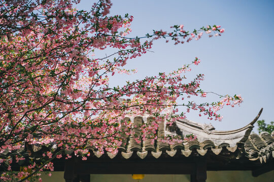 春天盛开的海棠花与古建筑