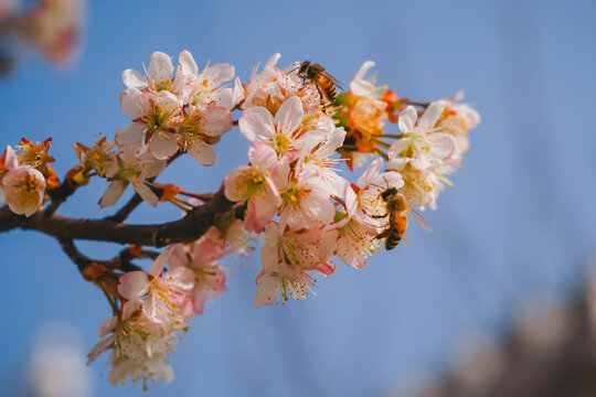 樱花与蜜蜂