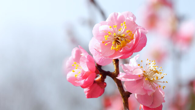 雨后梅花