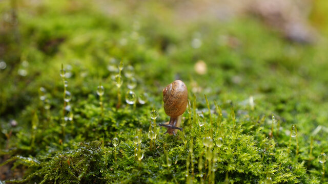 苔藓上的蜗牛