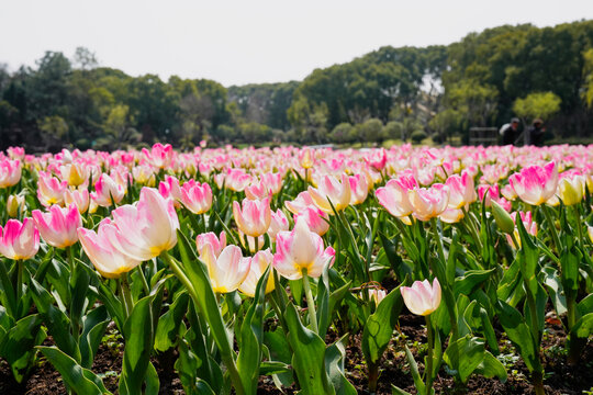 郁金香花海