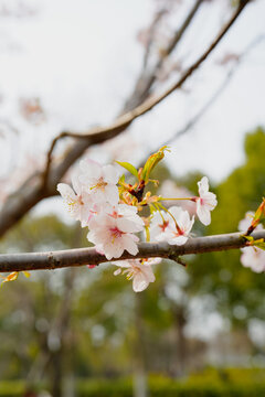 樱花