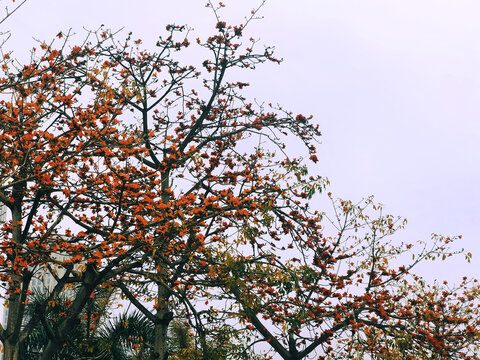 木棉花