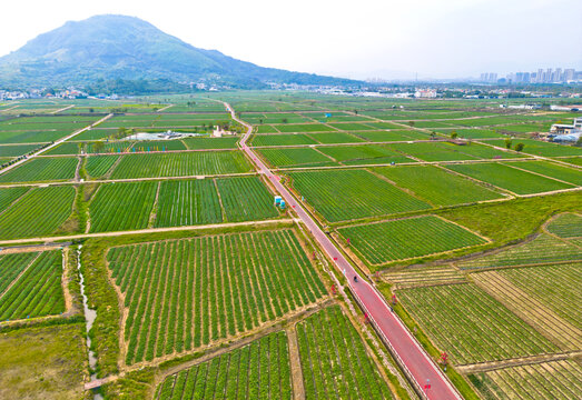 漳州圆山水仙花花海公园