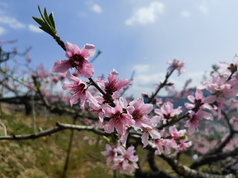 桃花