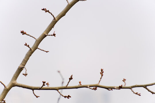 树枝新芽春芽近景特写6K素材