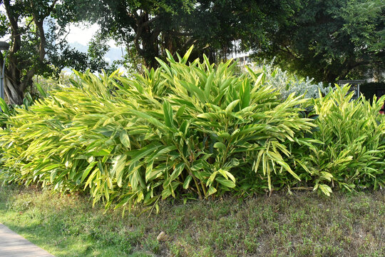 海边公园的绿色植物