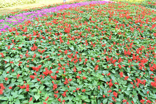 深圳海边公园里的串红花