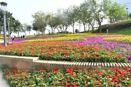 深圳海边公园的串红绿植